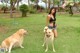 A woman kneeling down next to two dogs in a yard.