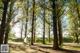 A woman riding a bike through a forest of trees.